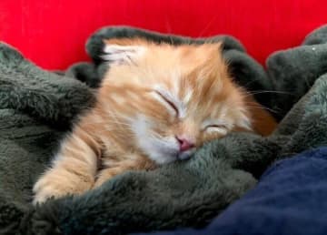 まるで頭が“タマネギ”みたい!?　子猫時代の愛らしいマンチカンの姿が話題に♡