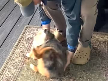 なんてスムーズな動き！　犬の『すくい方』動画に１２０万『いいね』