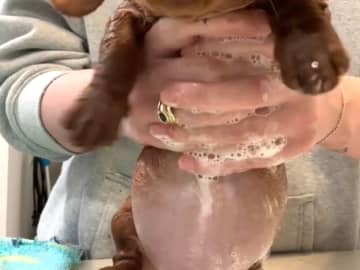 子犬の『初めてのお風呂』に９３０万人が悶絶　水を見たとたん？