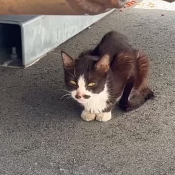 背骨が突き出て『ガリガリにやせ細った猫』との出会いから２年…当時が嘘のような光景に涙する人続出「本当にありがとう」「もう涙が…」の声