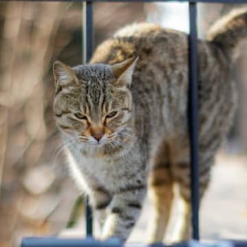 ホワイトハウスに侵入者？！『ネズミ捕り勤務中の猫』が記者会見室に現れる　米国