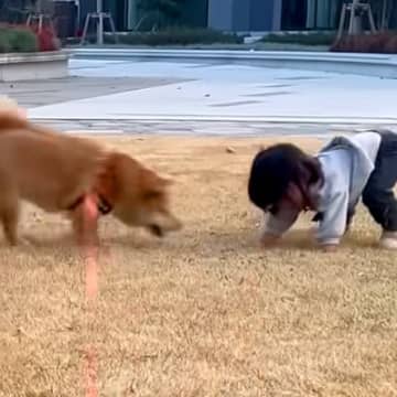 1歳の女の子が転んでしまった結果、犬が秒で駆けつけ…ピンチを察した後の『まさかの指導』が7万再生　想定外の対応に思わずほっこり