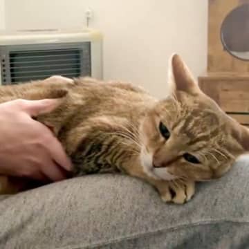 飼い主さんの膝の上で完全にくつろぐ猫→ぜんぜん動こうとしない姿がたまらないと220万表示「最高に愛おしい」「トイレ行けないｗ」