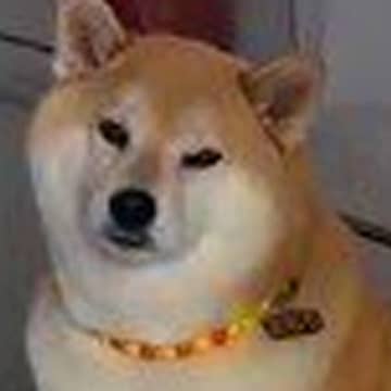 弟犬がお腹を壊して病院へ→家に残された兄犬が…心配で落ち込む『尊い光景』が80万再生「かけがえない存在なんだ」「最高のお兄ちゃん」と絶賛