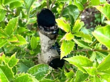 "ひと塗り"するだけですごい効果を発揮！お庭の木を剪定したらやってみて♪