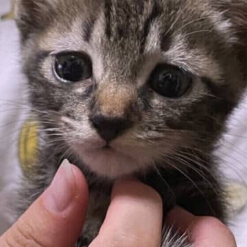 子猫を拾ったらまずは体を洗うべき？　獣医師に聞いてみた