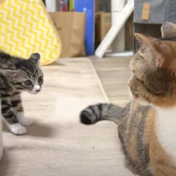 様子を見に来た先住猫たち→子猫が挨拶するかと思ったら……『予想外の反応』が微笑ましすぎると２万再生「みんな頑張ったね」「優しい」の声