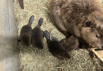 ビーバー誕生、2年ぶり　赤ちゃんすくすく　日立市かみね動物園　茨城