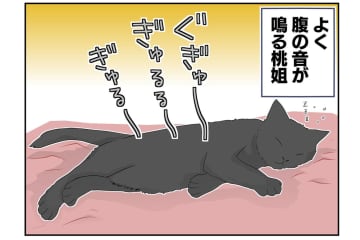 【老猫マンガ】共鳴する猫と飼い主…18歳の元保護猫・桃姐［＃31］