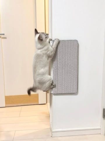 「そうじゃない」独特な爪とぎ器の使い方をする子猫の心理とは｜獣医師解説