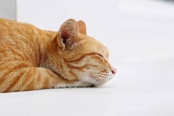 猫の「寝方」で気づける体調不良のサイン　注意したい寝方、飼い主さんができる対応を獣医師が解説