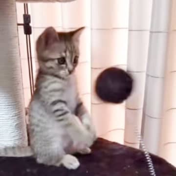 「ニャン生一周目すぎるｗ」バネ付きのおもちゃで遊んでいた子猫が…まさかの瞬間に「すれ違いまくりｗ」「可愛いにも程があるｗ」と35万再生