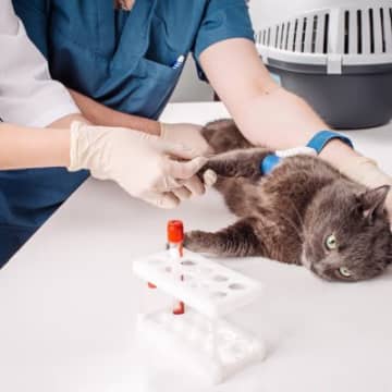 あなたの猫の『血液型』は？調べる方法や知っておくと役立つシーンなど、基礎知識3選