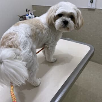 犬が動物病院を嫌がる理由と対処法　怖がったり暴れる場合はどうすればいい？