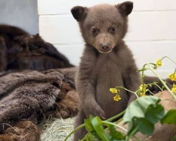 生後２か月のアメリカクロクマの子を異例の保護「思わず見入ってしまうほどのかわいさ！」