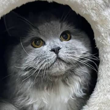 『怖くて泣いた』ハウスの中にいる猫をAIで擬人化したら…想定と違いすぎる衝撃の姿が625万表示「トラウマレベルｗ」「都市伝説系ｗ」