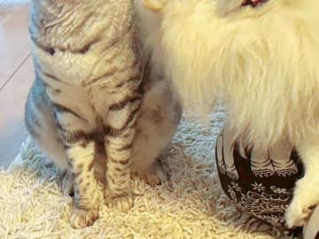 「顔に笑った」「漫才なの？」　スマイル全開の犬、隣には？