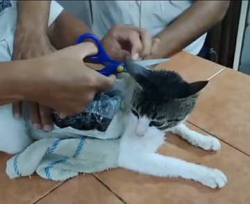 麻薬の“運び屋”にされた猫、刑務所で捕獲…ネット怒りと悲しみの声【コスタリカ】