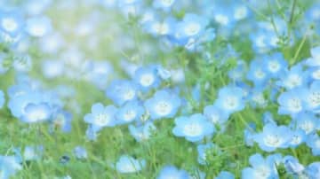 ネモフィラ、ナデシコ、バラが次々開花！グルメ・遊びと家族で一日楽しめる人気施設の絶景SPOT【2025年】ブルーメの丘 春の花畑