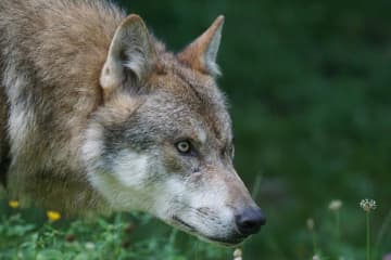 ロシア、家庭でのオオカミやクマの飼育を禁止へ＝中国ネット「これまでは飼育できたの！？」