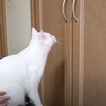 クローゼットの中にある『おもちゃが欲しい猫』→扉を開けてあげると…思わず笑っちゃう展開が14万再生「ほっこり」「なで方が完璧すぎるｗ」