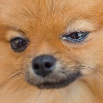 犬の目が『ウルウルしている』ときの理由4つ　涙が出てしまう原因や注意すべきポイントまで