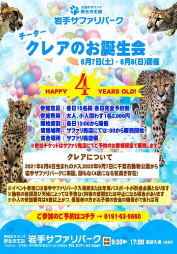 岩手サファリパークではチーター・クレアのお誕生会を開催！