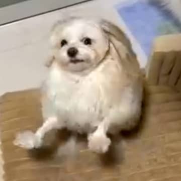 潔癖症な犬に『ハグしていい？』と聞いてみたら…思った以上に辛辣な対応と『衝撃の展開』が25万再生「モップかな？」「猫さんはいいのねｗ」と爆笑