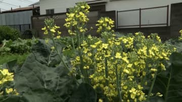 「ブロッコリーも驚いて花が咲く」異例の暑さで東京・立川市の農園では“花束”になり全て廃棄に「来年はやめようかな」　岐阜・飛騨市で全国初の猛暑日