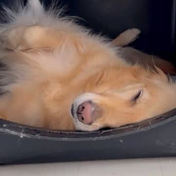 爆睡している大型犬に『お姉ちゃんが来るよ』と伝えた結果…２ヶ月ぶりの再会で見せた『尊すぎる光景』が７万再生「嬉しさ爆発」「変な声ｗ」