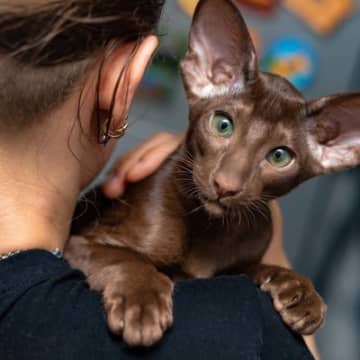 『オリエンタル』ってどんな猫？エキゾチックな雰囲気のこの猫種の特徴や魅力をご紹介