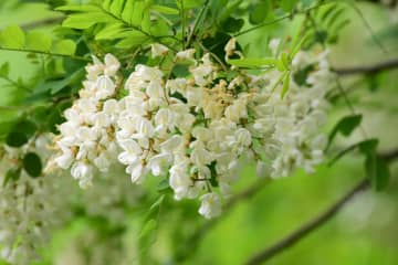 田山花袋の『アカシヤの花』あらすじ紹介。恋や別れの意味とは？人生の悲喜劇が紡ぐ物語