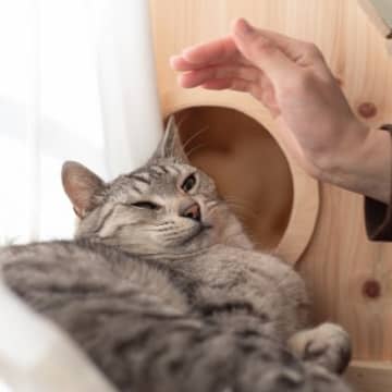 猫をお迎えしないでほしい『猫飼いに不向きな人』の特徴4選　猫も人も不幸になるかも…