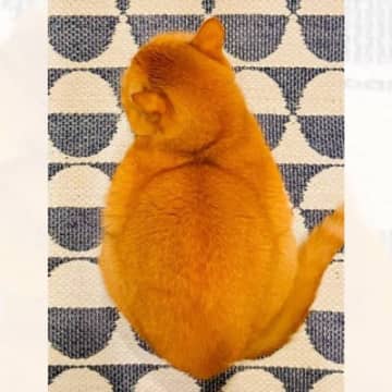 茶色い毛並みの猫と『似ている食べ物』を並べてみた結果…「同じ猫かと思ったｗ」まさかの光景が45万表示「発想が最高」「見分けつかんｗ」