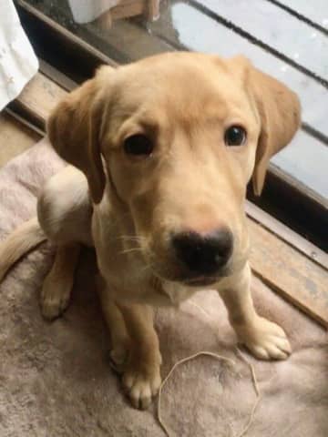 “不安そう”だったラブラドール子犬→約5年が経過し、現在はご近所さんからも愛される“よく笑う”犬に！