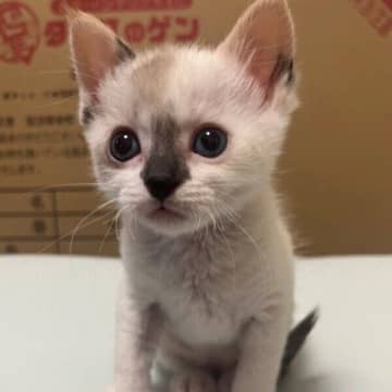 “純粋な目”をした生後3カ月のあどけない保護子猫→1才で「気品あふれる美猫」に！　成長ビフォーアフターにキュン