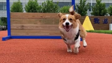 中国初のコーギー警察犬、ちょっと駄目なところが愛らしいと人気に