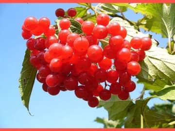 クランベリーの育て方と魅力【ツルコケモモ/Cranberry】