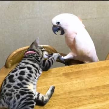 オウムがいる家に猫を迎えて８年後……想像もしていなかった『現在の姿』が泣けると138万再生「とっても素敵」「種を超えた絆に感動した」