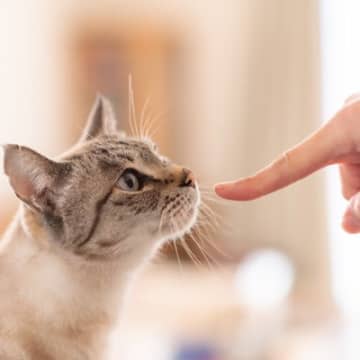 猫を『お客さん』に慣れさせることはできる？5つの方法と人を家に呼ぶときの注意点
