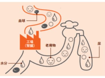 １日にドラム缶１本分もろ過してる!? 血液のデトックスを一手に担う臓器とは【眠れなくなるほど面白い 図解 デトックスの話】