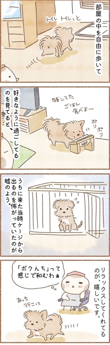 11歳の愛犬が教えてくれた『僕んち』の意味｜連載「こぐま犬てんすけ」vol.287