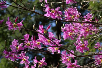 5月22日の花とは？【366日の誕生花と幸せの花言葉】