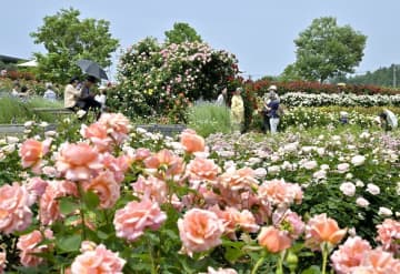咲き競うバラの香　石岡・フラワーパーク　茨城