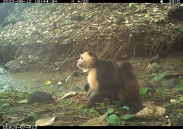 種の違う赤ちゃんを「誘拐」したサルの衝撃映像　理由は謎、退屈しのぎの流行か