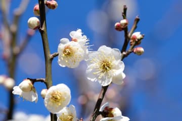 吉川英治の『梅ちらほら』あらすじ紹介。散りゆく梅の魅力を探る―日本の美と人生哲学が詰まった珠玉の作品
