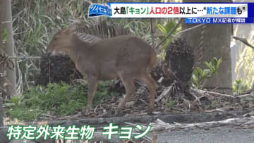 伊豆大島に特定外来生物「キョン」が大繁殖　人口の2倍以上が生息“市街地に出没”