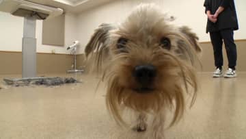 ロッチ・中岡創一が相葉雅紀と保護犬のトリミングに挑戦！皮膚の薄いヨークシャーテリアに対し抜群の技術を発揮