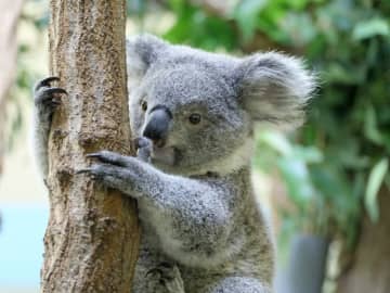 【豆知識】コアラの指紋が人間とそっくり？　走ると実は……？｜日本でコアラに会える動物園も紹介