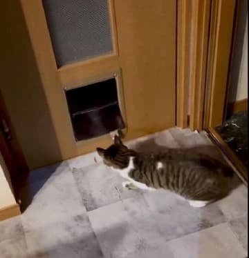ペットドア前で“攻防戦”を繰り広げていた愛猫たち どんな理由から？→獣医師が解説！